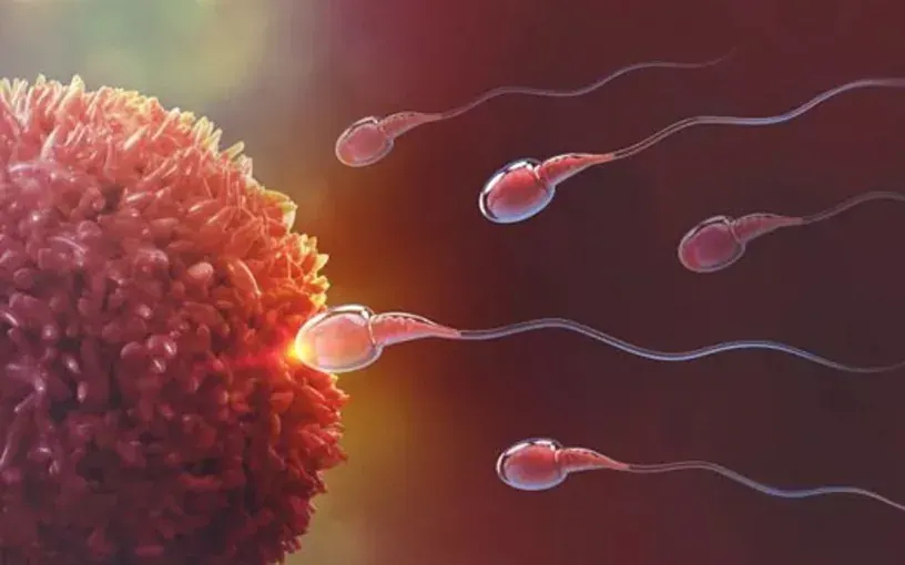 Fertility specialist discussing IVF treatment planning